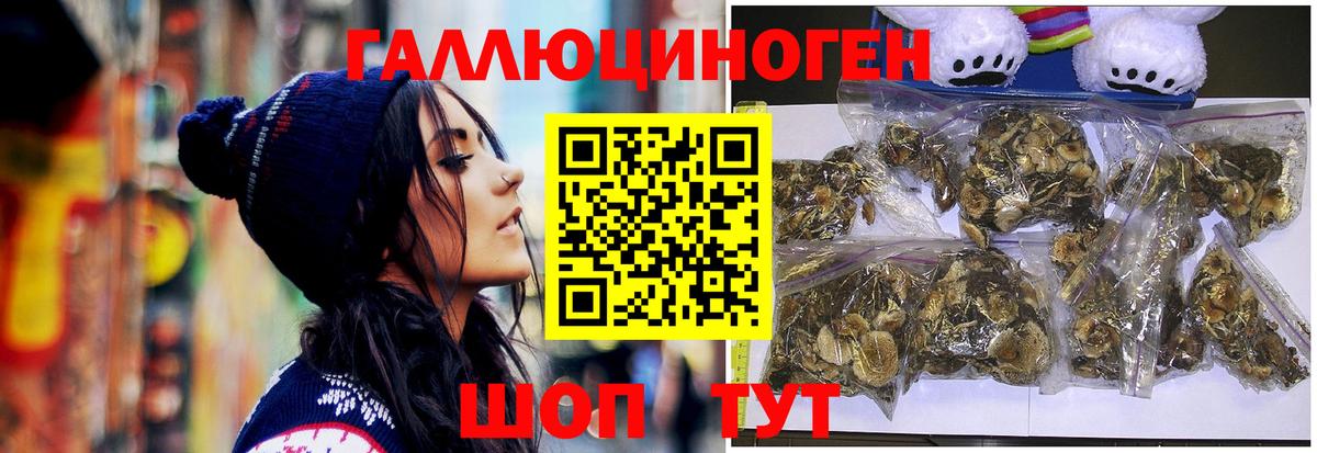 Псилоцибиновые грибы Psilocybine cubensis Ачхой-Мартан